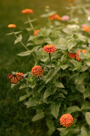 Mariposa monarca sobre zinnias naranjas vívidas