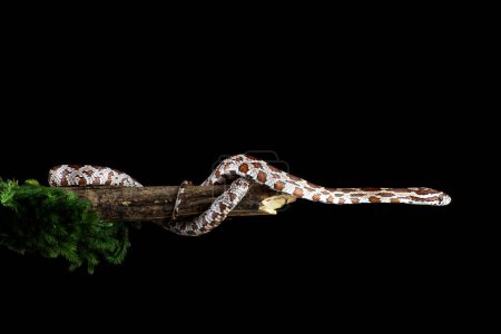 Foto de A corn snake slithered on a tree branch - Imagen libre de derechos