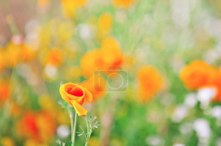 Foto de Amapola solitaria de California, un campo de flores - Imagen libre de derechos