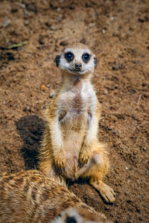 Foto de Retrato suricata en el suelo - Imagen libre de derechos