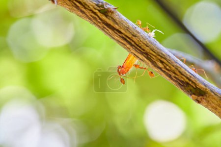 Primer plano de las hormigas tejedoras que llevan comida en la rama del árbol