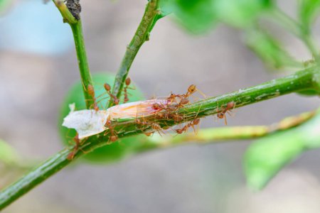 Close-up of weaver ants carrying food on tree branch