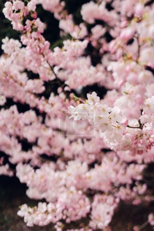 Téléchargez les photos : Gros plan sur le cerisier en pleine floraison - en image libre de droit