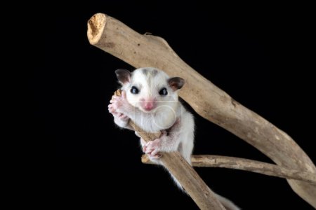 Photo for Baby sugar glider climbing on a tree branch - Royalty Free Image