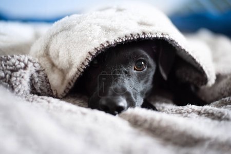 Foto de Retrato de un terrier negro acostado debajo de la ropa de cama. - Imagen libre de derechos