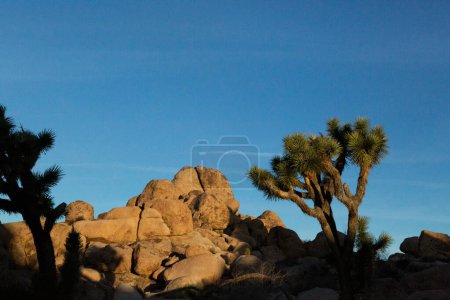 Foto de Josué árboles y rocas bajo un cielo azul claro amanecer - Imagen libre de derechos
