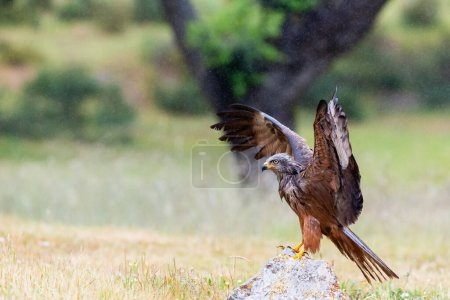 Black Kite or Milvus migrans with outstretched wings