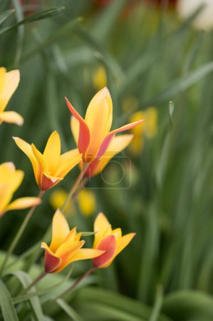 Téléchargez les photos : Tulipes de printemps avec bords rouges avec fond vert à foyer doux - en image libre de droit
