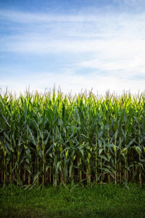 Photo for Corn Growing Against Blue Sky - Royalty Free Image
