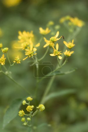 Delicate yellow wildflowers in soft natural light