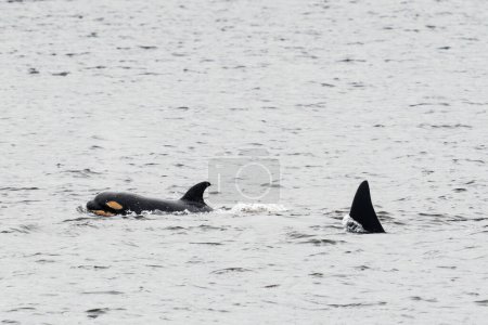 Foto de Una cría de orca recién nacida nadando a través de Puget Sound cerca de Seattle - Imagen libre de derechos