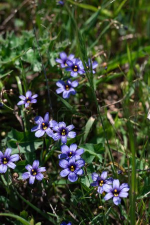 Téléchargez les photos : Fleurs sauvages bleu vif fleurissent au milieu d'une prairie verte luxuriante - en image libre de droit