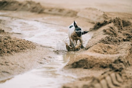 Cachorro jugando en arena y agua