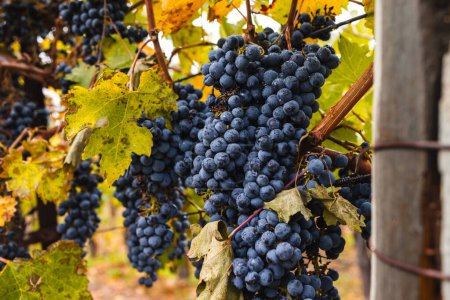 Nahaufnahme reifer roter Trauben am Weinstock im Herbst