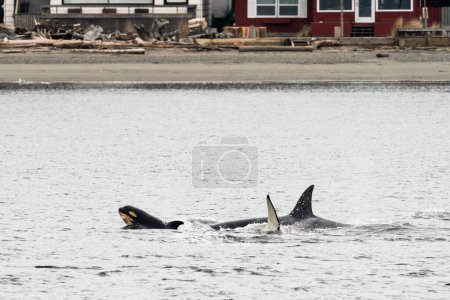 A family of killer whales swims near Whidbey Island