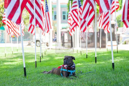 Téléchargez les photos : Chien patriotique relaxant dans un parc aux drapeaux américains - en image libre de droit