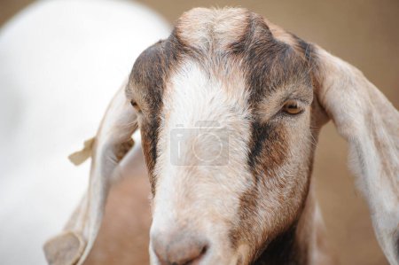 Close-up of a patchy brown and white goat on a farm
