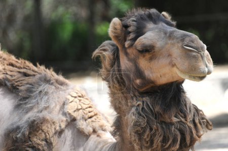 Gros plan sur le profil d'un chameau brun serein