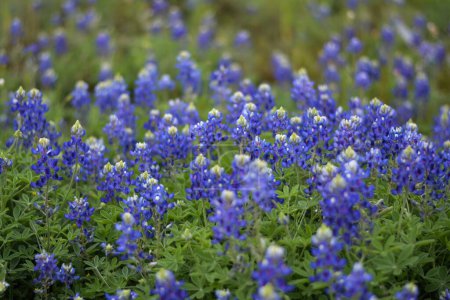Field of wildflower Texas bluebonnets