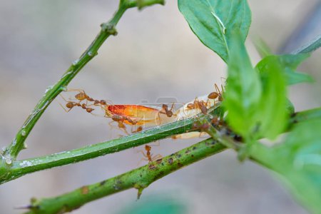 Primer plano de las hormigas tejedoras que llevan comida en la rama del árbol