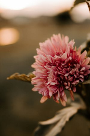 Foto de Crisantemo rosa con bokeh cálido atardecer - Imagen libre de derechos