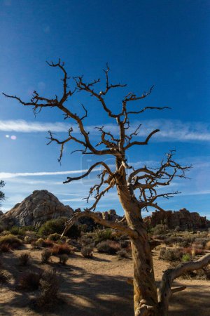 Gnarled tree silhouette against Joshua Tree's rocks and sky