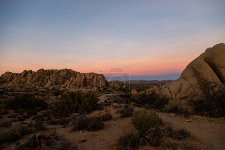 Soft dusk light over Joshua Tree's serene desert landscape