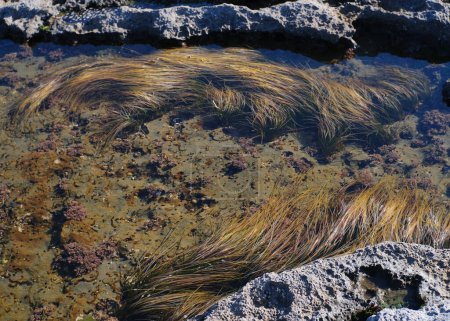 Sea grass in the pools at Botanical Beach