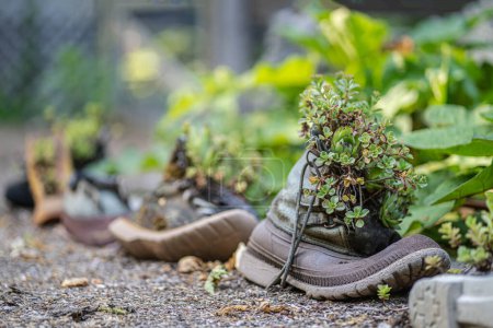Photo for Recycled shoe planters in a lush garden setting - Royalty Free Image