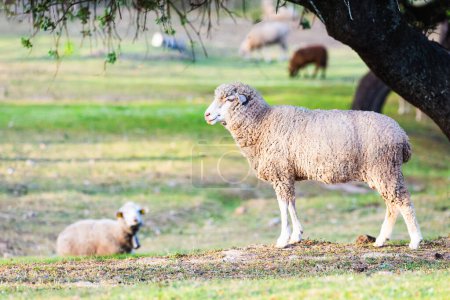moutons mérinos dans la campagne d'Estrémadure