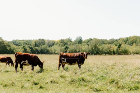 Téléchargez les photos : Vaches broutant tranquillement dans un pâturage ensoleillé et ouvert. - en image libre de droit