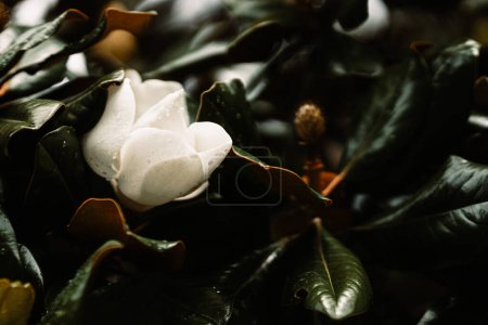 Weiße Magnolien und Tropfen auf glänzenden Blättern