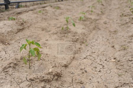 Single green seedling braving the dry, cracked soil