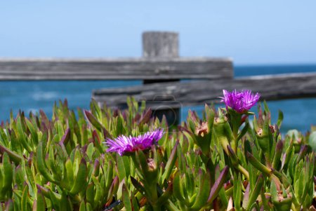 Téléchargez les photos : Fleurs de plantes de glace ajouter une touche de violet au paysage balnéaire - en image libre de droit