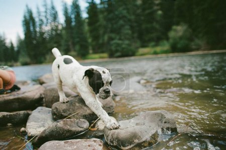 Foto de Cachorro en las rocas en el lecho del río - Imagen libre de derechos
