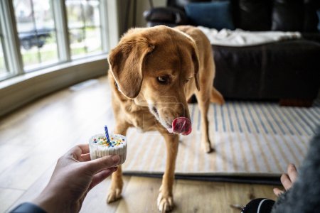 Téléchargez les photos : Léchage de chien chien chien brun lèvres attendant de manger anniversaire Gâteau Cupcake - en image libre de droit
