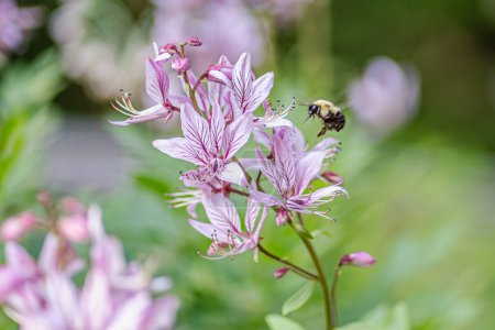 Bee hovering by pink blooms, natures tranquil moment 