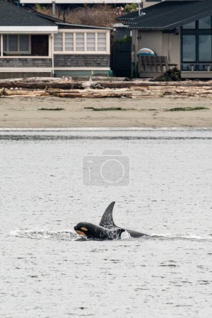 Un veau orque nouveau-né fait surface devant les maisons de l'île Whidbey