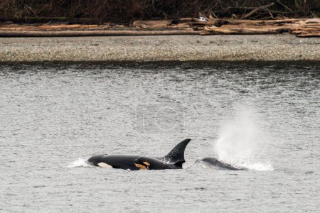 Straight on view of Bigg's Killer Whales surfacing with a baby