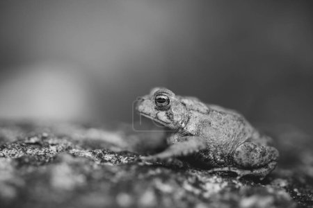 Photo for Black and White American Toad in New Hampshire - Royalty Free Image