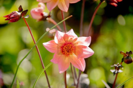 Pink dahlia in bloom in soft, glowing sunlight