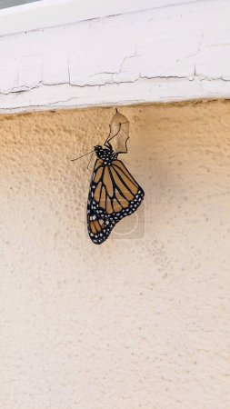 Newly emerged monarch butterfly hanging on chrysalis