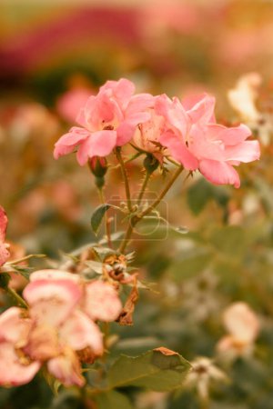 Rosarote Rosen zeigen die flüchtige Schönheit des Lebens