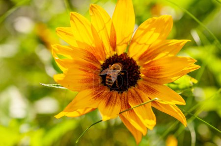 Photo for Honeybee on sunflower in sunny botanical garden - Royalty Free Image
