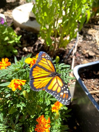 Monarch butterfly on marigold in sunny garden