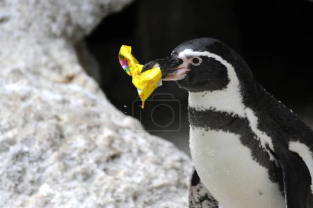 Foto de Pingüino con plástico, un marcado mensaje medioambiental - Imagen libre de derechos