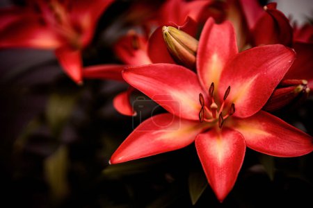 Foto de Lirio rojo radiante en plena floración vívida - Imagen libre de derechos
