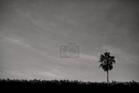 Téléchargez les photos : Palmier solitaire se dresse contre un ciel lunaire, élégance dans la simplicité. - en image libre de droit