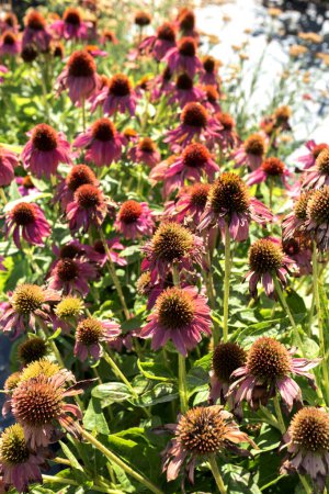 Echinacea flowers in garden at summer time