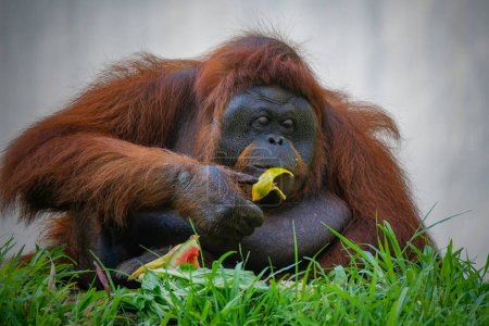 Bornean orangutan is holding his fruit food